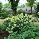 Hydrangea - 'Limelight Prime' Panicle Hydrangea