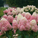 Hydrangea - 'Limelight Prime' Panicle Hydrangea