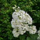 Hydrangea - 'Puffer Fish' Panicle Hydrangea