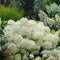 Hydrangea - 'Puffer Fish' Panicle Hydrangea