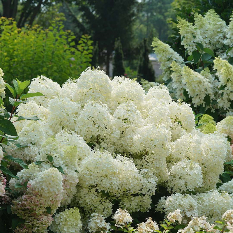 Hydrangea - 'Puffer Fish' Panicle Hydrangea