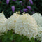 Hydrangea - 'Puffer Fish' Panicle Hydrangea