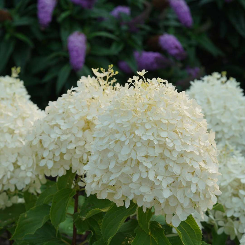 Hydrangea - 'Puffer Fish' Panicle Hydrangea