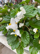 Begonia - 'Dragon Wing Series'
