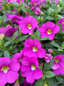 Calibrachoa - All Star Varieties