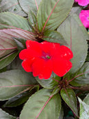 Impatiens - 'SunPatiens Series' New Guinea Impatiens