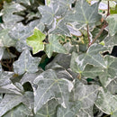 Hedera helix English Ivy