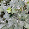 Hedera helix Variegata English Ivy