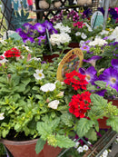 'Combo - Easy' Mixed Planter