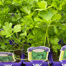 Parsley 'Italian' - Petroselinum crispum neopolitanum