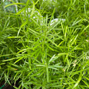 Asparagus Fern Sprengeri