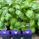 Basil - 'Sweet'