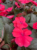 Impatiens - 'SunPatiens Series' New Guinea Impatiens