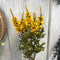 22" Autumn Delphinium Bush