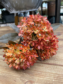12" Autumn Allium Bundle
