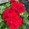 10" Calliope Geranium Patio Pot