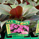 Impatiens - 'SunPatiens Series' New Guinea Impatiens
