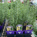 Rosemarinus officinalis - Rosemary