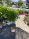 Hydrangea - 'Little Lime' Panicle Hydrangea