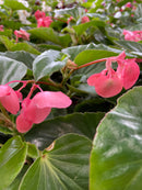 Begonia - 'Dragon Wing Series'
