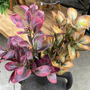 26" Autumn Jade Leaf Bush