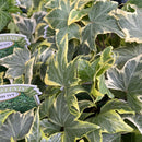 Hedera helix English Ivy