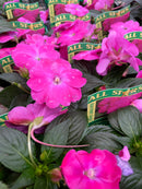 Impatiens - 'SunPatiens Series' New Guinea Impatiens