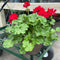 10" Calliope Geranium Patio Pot