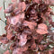 34" Autumn Beech Leaf Bundle