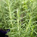 Rosemarinus officinalis - Rosemary