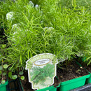 Asparagus Fern Sprengeri