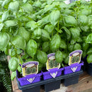 Basil - 'Everleaf Emerald Towers'