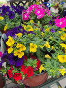 'Combo - Easy' Mixed Planter