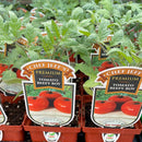 Tomato - Chef Jeff 'Beefy Boy'