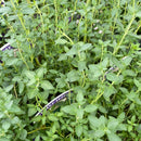 Thymus vulgaris - Thyme English