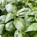 Basil - 'Sweet'