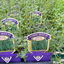Thymus vulgaris - Thyme English