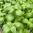 Basil - 'Everleaf Emerald Towers'