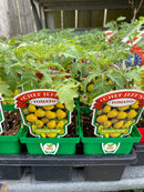Tomato - Chef Jeff 'Yellow Pear'