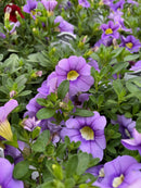 Calibrachoa - All Star Varieties