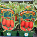 Tomato - Chef Jeff 'San Marzano' Heirloom