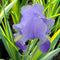 Iris - ‘Aureo Variegata' Zebra Iris