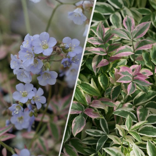 Polemonium - 'Stairway to Heaven' Variegated Jacob's Ladder