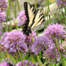 Allium - ‘Millenium' Ornamental Onion