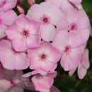 Phlox - 'Cotton Candy' Candy Store™ Garden Phlox