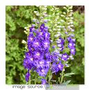 Delphinim - ‘Violets Are Blue' Hybrid Bee Delphinium