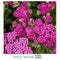 Achillea - "Firefly Fuchsia" Yarrow
