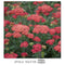 Achillea - "Firefly Red Pop" Yarrow