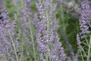 Perovskia - ‘Denim 'n Lace' Russian Sage