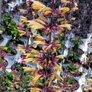 Agastache - 'Queen Nectarine' MEANT TO BEE™ Giant Hyssop / Korean Mint